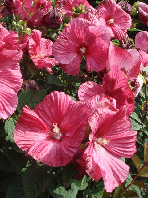 Hibiscus moscheutos fleurs